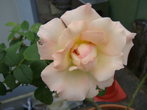 バラ ロココ CL クライミング (つるバラ) 苗 おすすめ 苗木部 By 花