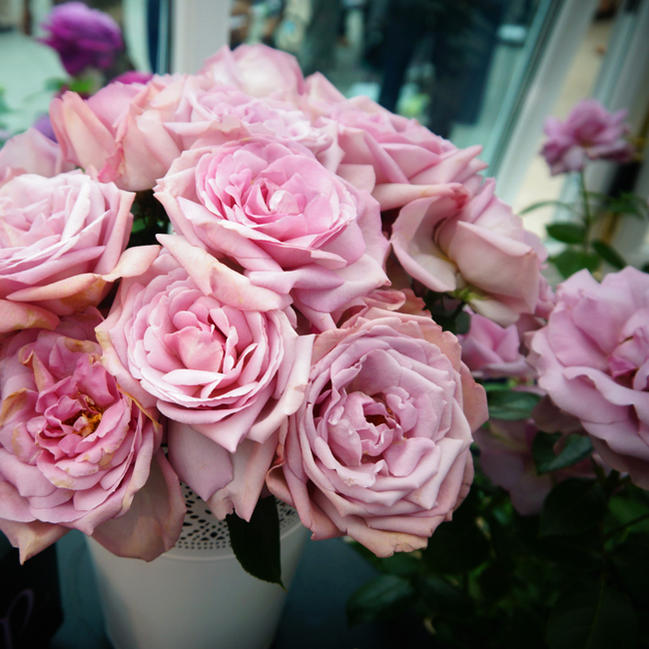 バラ ローズシナクティフ 3