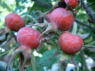 バラ のローズヒップ