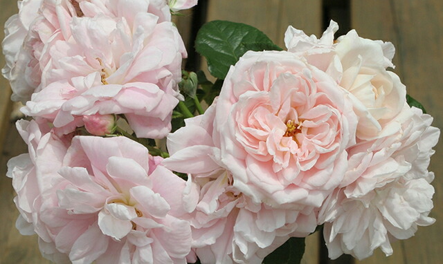 バラ ベルサイユのばら 3