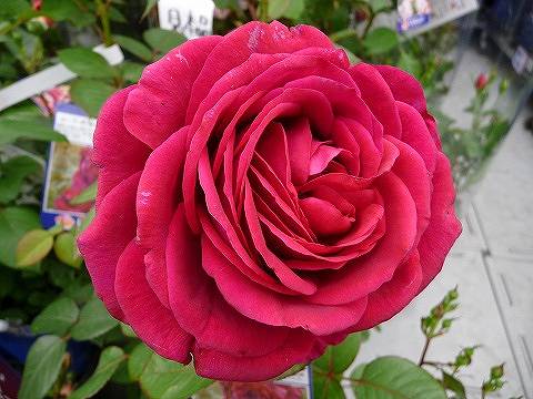 バラ ローズデキャトルヴァン 1