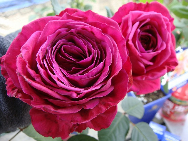 バラ ローズデキャトルヴァン 