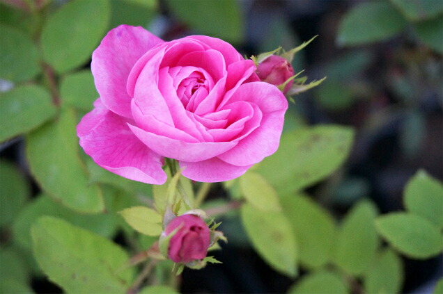 バラ ルイーズオディエ 2