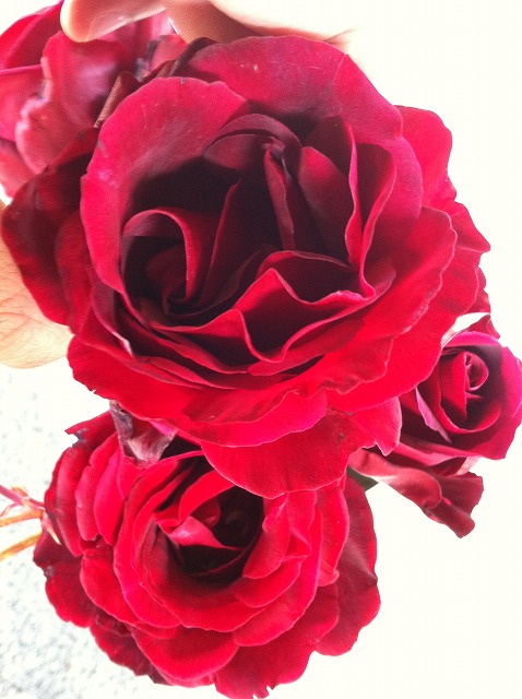 バラ ルルージュエルノアール 