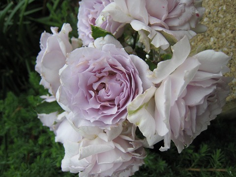 バラ ルシファー 1