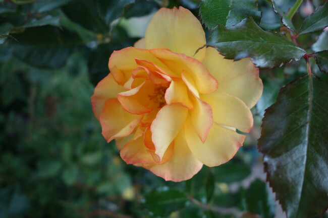 バラ サハラ’９８ 2