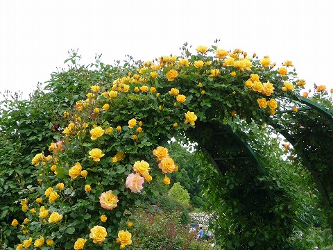 バラ サハラ’９８ 3