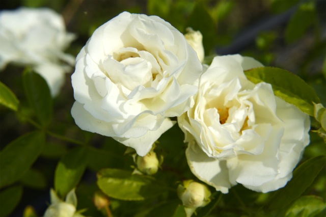 バラ つるサマースノー 4