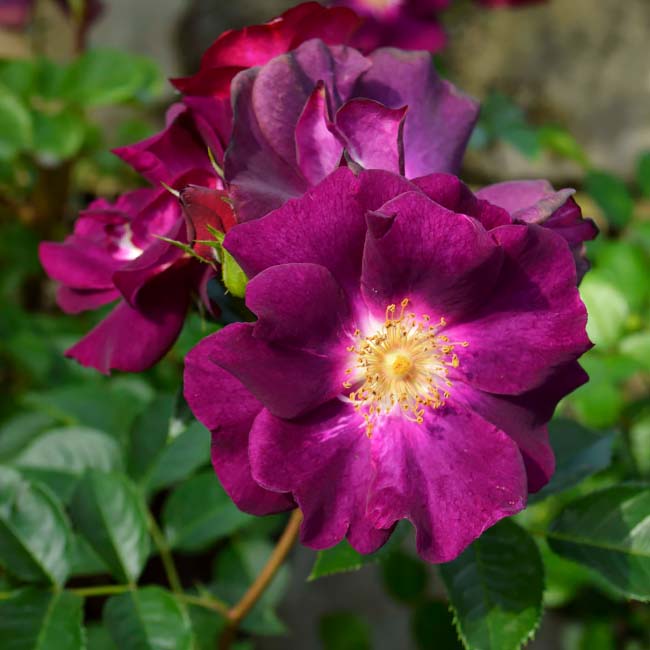 バラ サングリアナイト 2