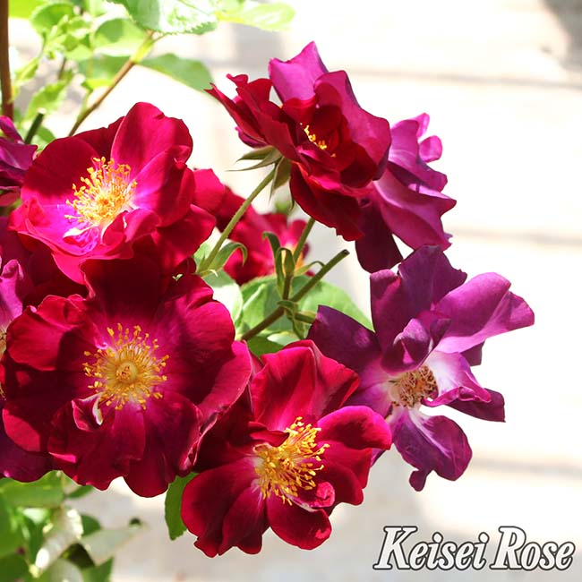 バラ サングリアナイト 1