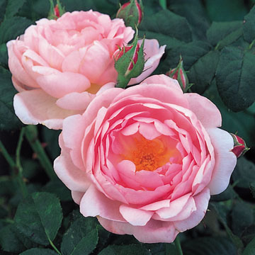 バラ セプタードアイル 