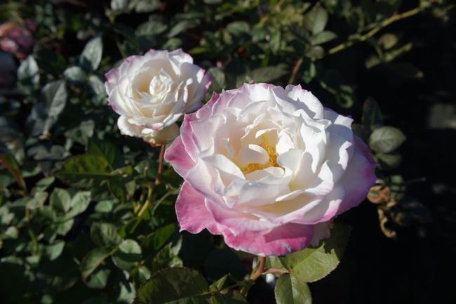 バラ セラフィム 1