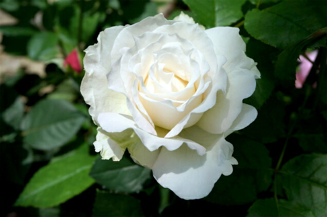 バラ セラフィム 