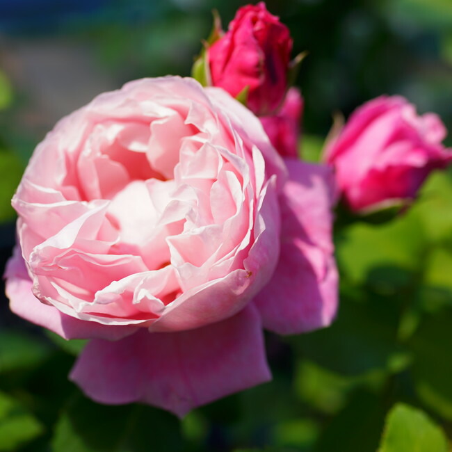 バラ シャンテロゼミサト 2