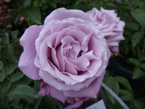 バラ シャルルドゴール 1