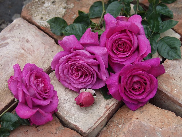 バラ シャルトルーズドゥパルム 1