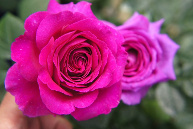 バラ シャルトルーズドゥパルム 2