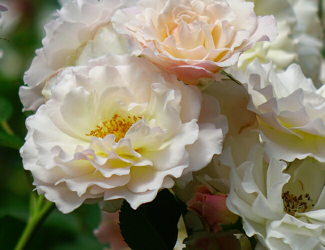 バラ　シュシュ