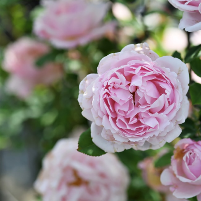 ソフィーロシャス