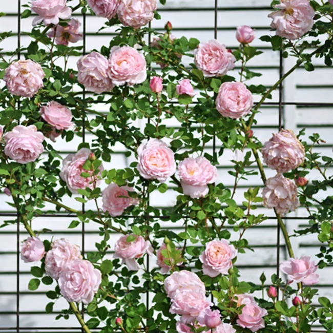 ソフィーロシャス