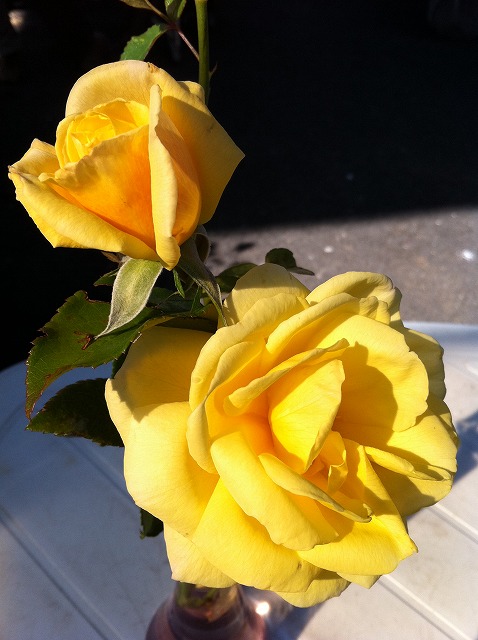 バラ ソレイユバルティカル 