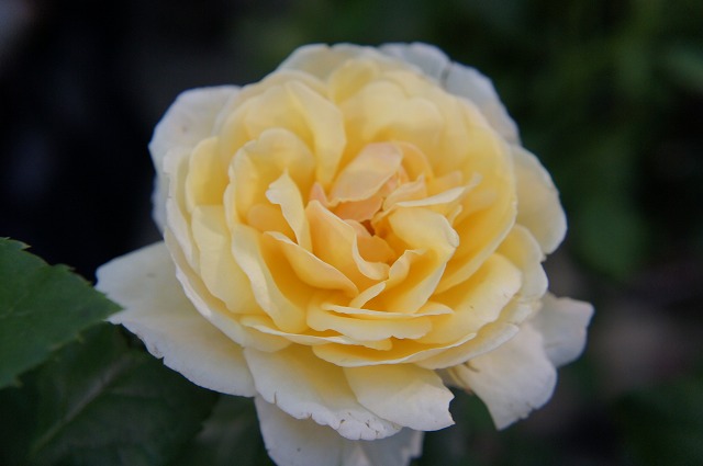 バラ ソレイユバルティカル 1