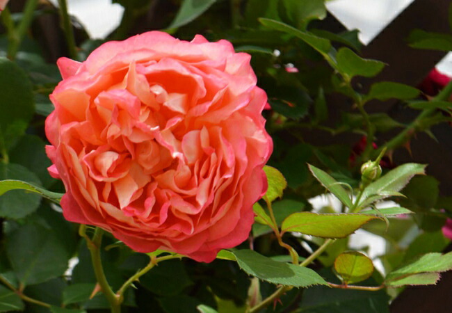 バラ ソレイユロマンティカ 5