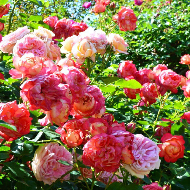 バラ ソレイユロマンティカ 7