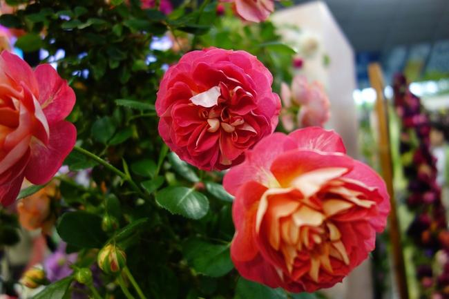 バラ ソレイユロマンティカ 1