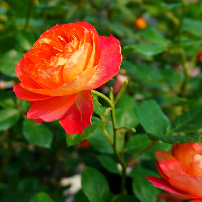 バラ ソレイユロマンティカ 