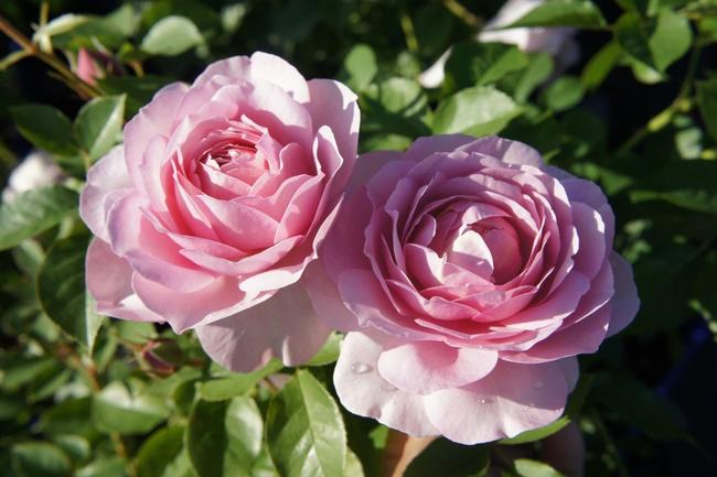 バラ スブニールドゥルイアマード 1