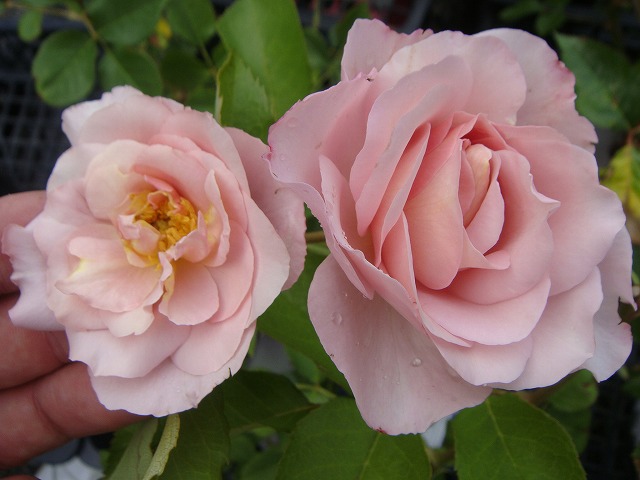 バラ スブニールドゥルイアマード 