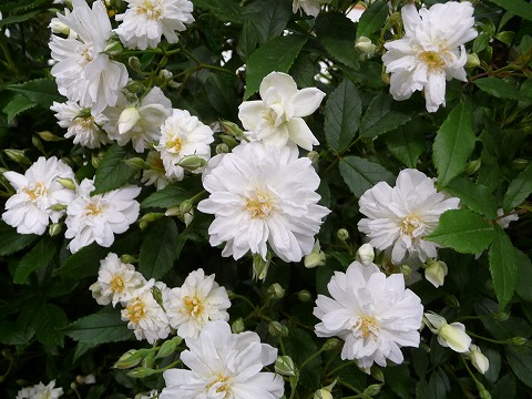 バラ スノーグース 