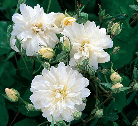 バラ スノーグース 1