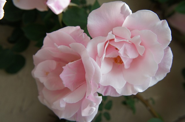 バラ スパニッシュビューティー LCl ラージフラワードクライマー