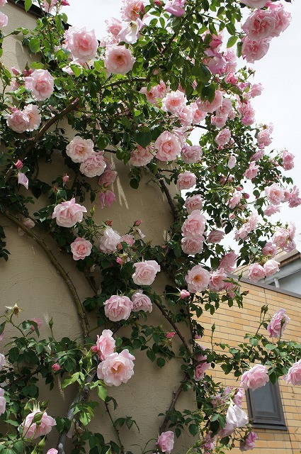 バラ スパニッシュビューティ 3