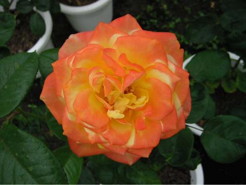 バラ スペクトラ LCl ラージフラワードクライマー （つるバラ）の通販