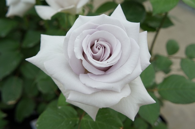 バラ ステンレススチール 