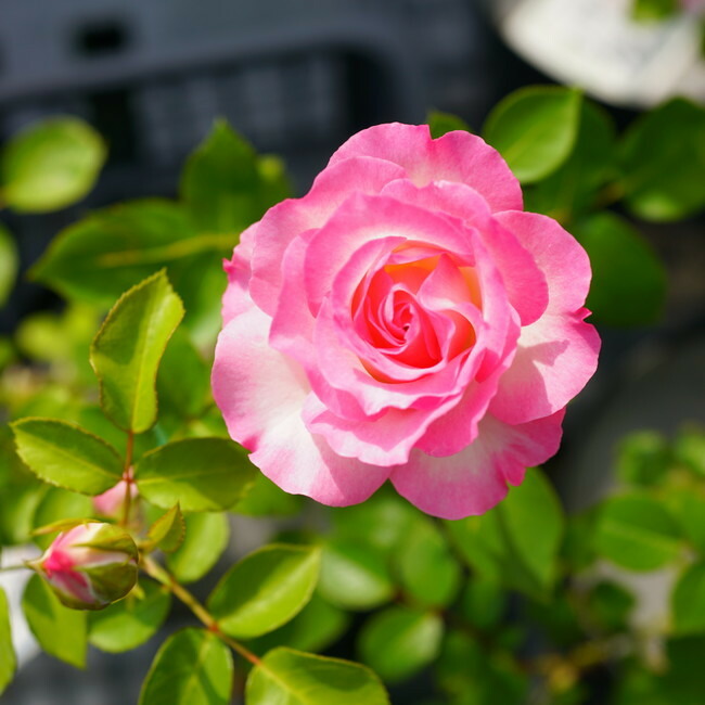 バラ ストロベリーアイス 4