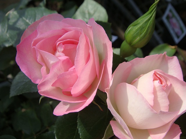 バラ ストロベリーアイス 1