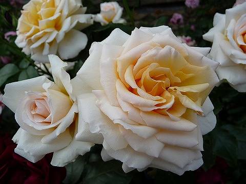 バラ テレトン 3