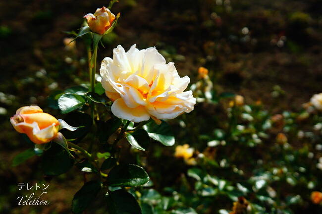 バラ テレトン 1