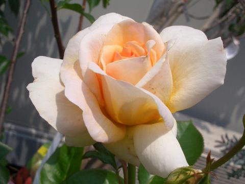 バラ テレトン 4