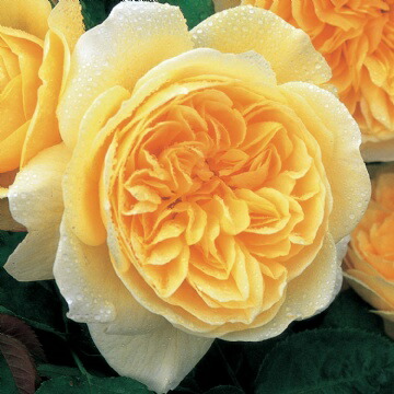 バラ ティージングジョージア 