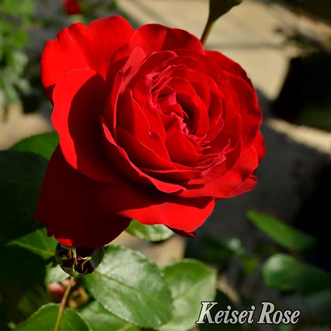 バラ ティアーモ 2