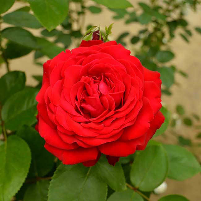 バラ ティアーモ 3