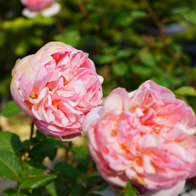 バラ トットちゃん 1