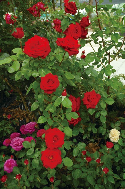 つるヘルツアス