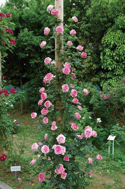 バラ つるヒストリー 2