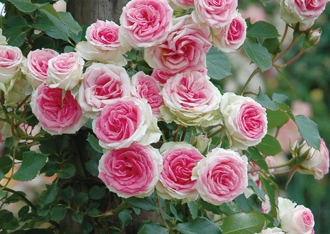 つるミミエデン(CL)